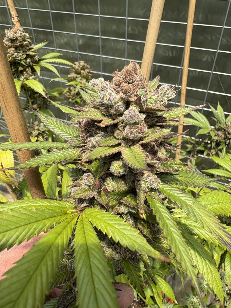 ghgal