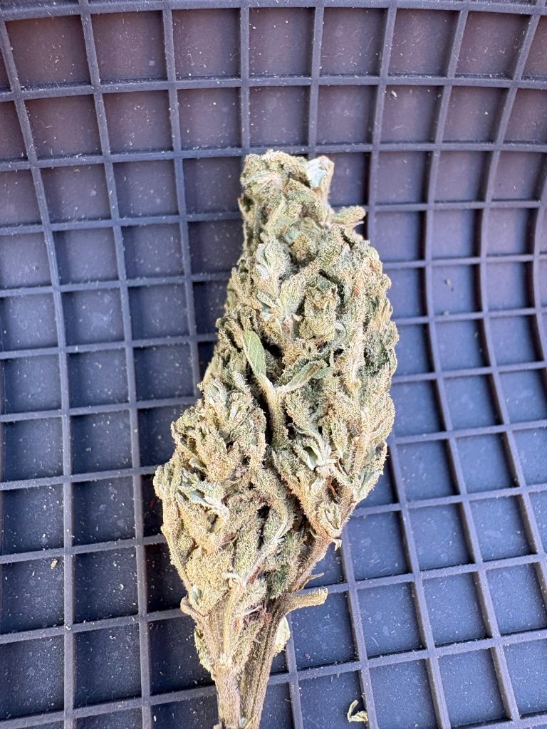 ☀️ Outdoor lemon skunk od