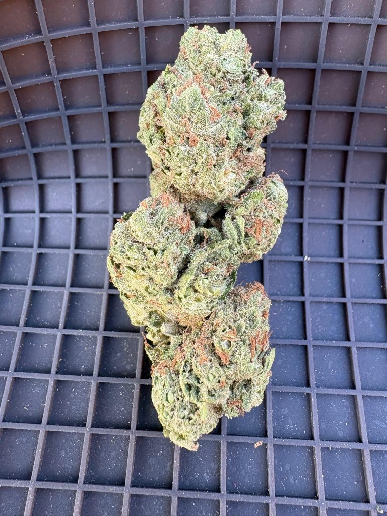 🏡 Greenhouse og cheese gh