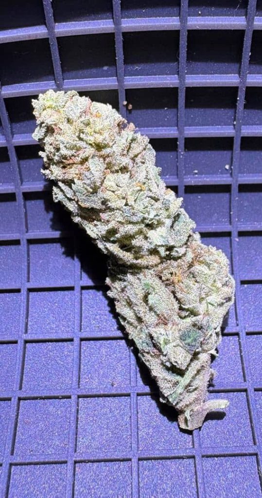 ☀️ Outdoor white widow pic